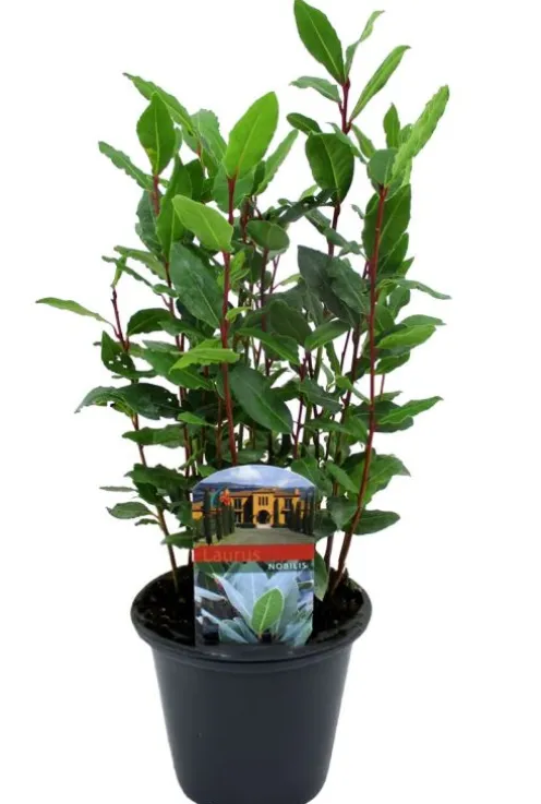 Laurus Nobilis - Laurier