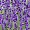 Lavandula ang. 'Dwarf Blue' - Lavendel