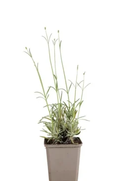 Lavandula ang. 'Edelweiss' - Lavendel
