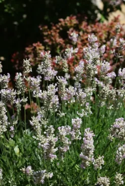 Lavandula ang. 'Edelweiss' - Lavendel
