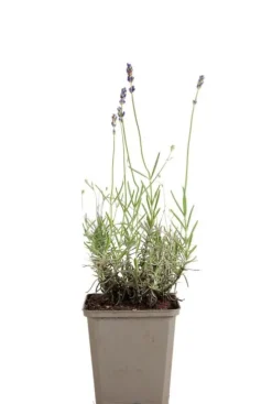 Lavandula ang. 'Hidcote' - Lavendel