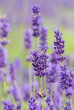 Lavandula ang. 'Hidcote' - Lavendel