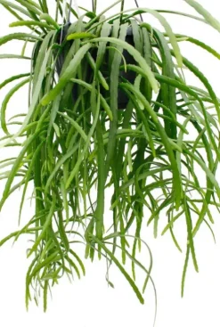 Lepismium bolivianum