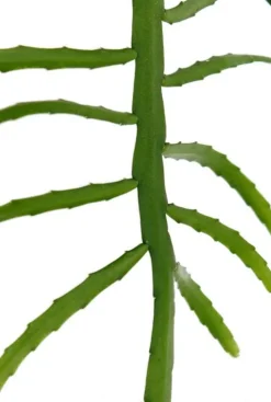 Lepismium bolivianum