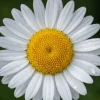 Leucanthemum superbum Silberprinzessche - Grote Margriet