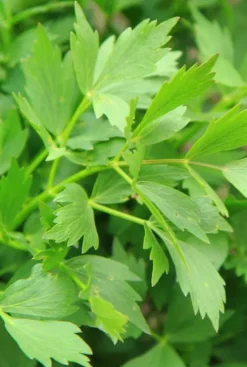 Levisticum officinale - Lavas