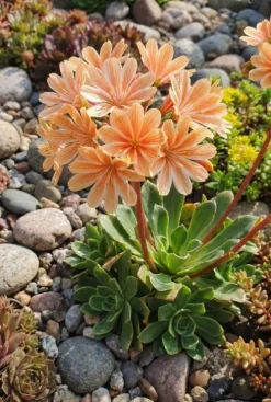 Lewisia cotyledon Elise - Bitterkruid