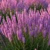 Liatris spicata Kobold - Pruikplant
