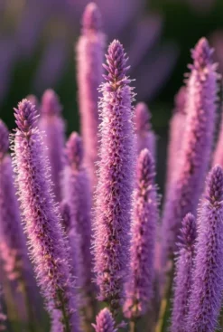 Liatris spicata Kobold - Pruikplant