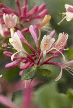 Lonicera Goldflame - Kamperfoelie