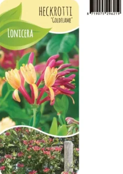 Lonicera Goldflame - Kamperfoelie
