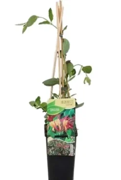 Lonicera Goldflame - Kamperfoelie
