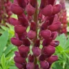 Lupinus Gallery Red - Lupine