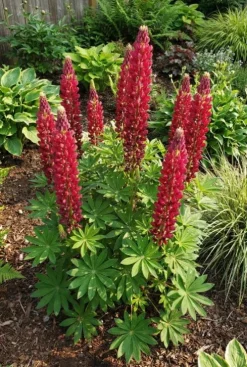 Lupinus Gallery Red - Lupine