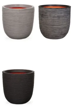 Lyrata in Capi pot
