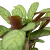Maranta L. Amabilis Mint - Stekje