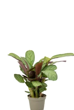 Maranta L. Amabilis Mint - Stekje