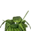 Maranta Lemon Lime - Maranta NoID