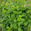 Melissa officinalis - Citroenmelisse