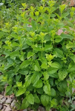 Melissa officinalis - Citroenmelisse