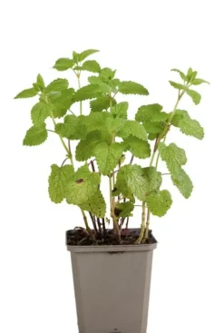 Melissa officinalis - Citroenmelisse