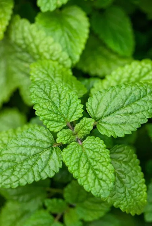 Melissa officinalis - Citroenmelisse