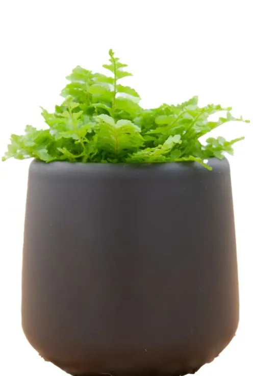 Mica Amber Pot - Zwart