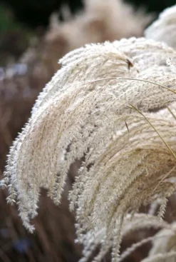 Miscanthus sinensis - Prachtriet