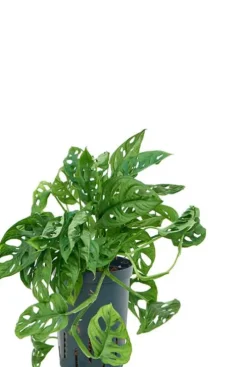 Monstera Adansonii