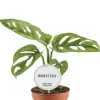 Monstera Adansonii Mint - Monkey Leaf