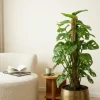 Monstera Adansonii - Monkey Leaf