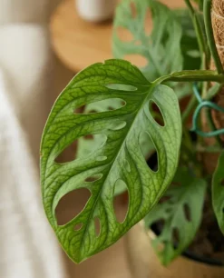 Monstera Adansonii - Monkey Leaf