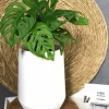 Monstera Adansonii - Monkey Leaf