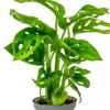 Monstera Adansonii - Stekje