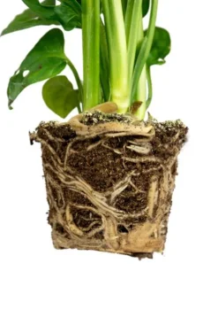 Monstera Adansonii - Stekje