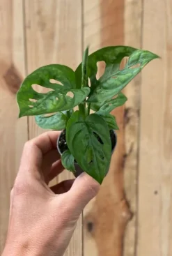 Monstera Adansonii - Stekje