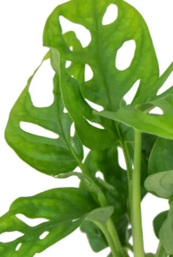 Monstera Adansonii - Stekje