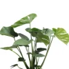 Monstera Deliciosa - Gatenplant