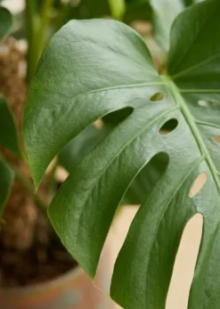 Monstera Deliciosa - Gatenplant