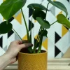 Monstera Deliciosa - Gatenplant