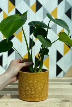 Monstera Deliciosa - Gatenplant