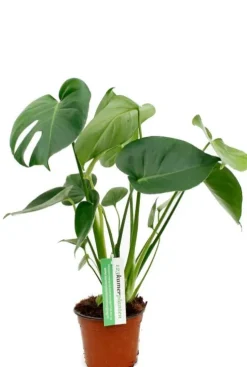 Monstera Deliciosa - Gatenplant