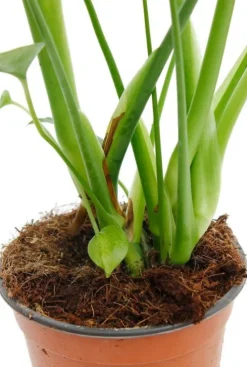 Monstera Deliciosa - Gatenplant