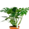 Monstera Deliciosa - Gatenplant
