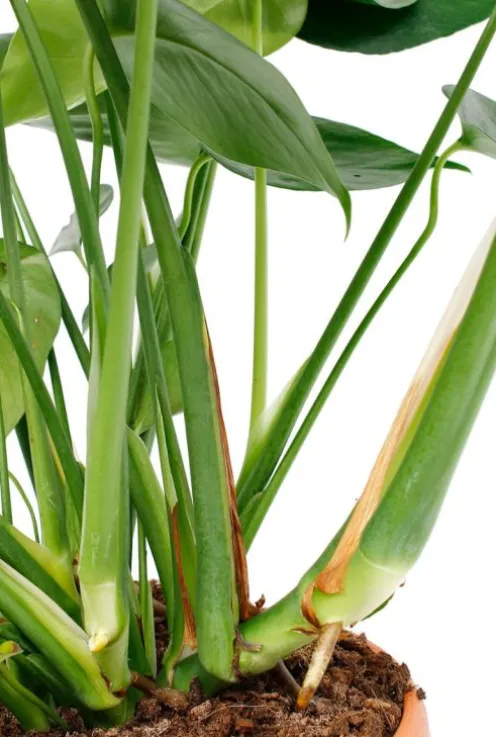 Monstera Deliciosa - Gatenplant