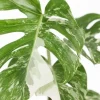 Monstera Deliciosa Variegata - Gatenplant