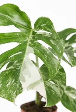 Monstera Deliciosa Variegata - Gatenplant