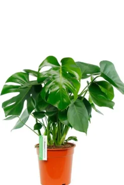Monstera - Gatenplant