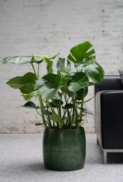 Monstera - Gatenplant