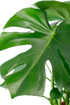 Monstera - Gatenplant